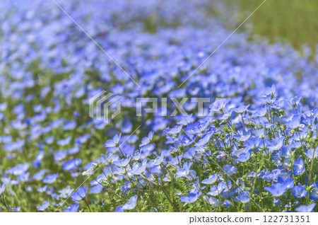 Blooming blue nemophila flowers Blooming blue nemophila flowers 122731351