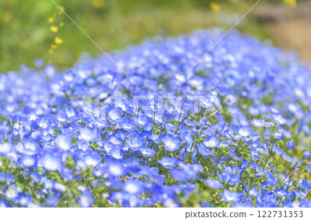 Blooming blue nemophila flowers Blooming blue nemophila flowers 122731353