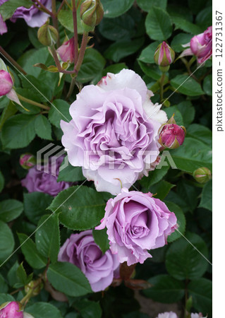 Rose (Eternal) 04 122731367