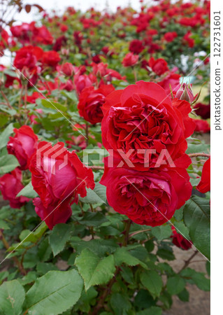 玫瑰 (我的玫瑰) 01 122731601