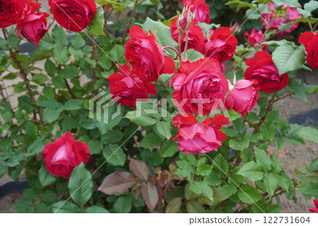 玫瑰 (我的玫瑰) 04 玫瑰 (我的玫瑰) 04 122731604