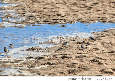 sea rain piper, Kentish Plover, latin name charadriidae 122731757