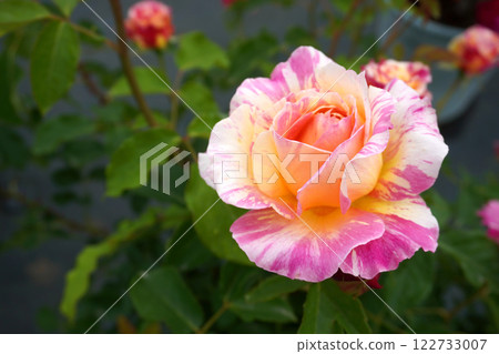 Roses (Claude Monet) 03 122733007