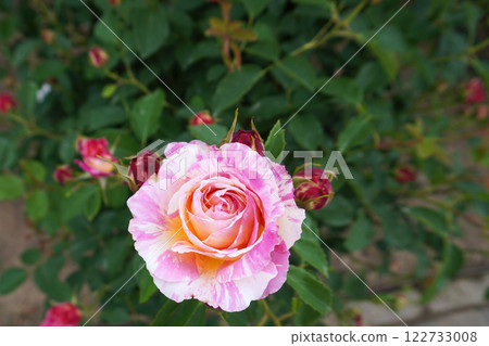 玫瑰(克勞德·莫奈) 04 玫瑰(克勞德·莫奈) 04 122733008