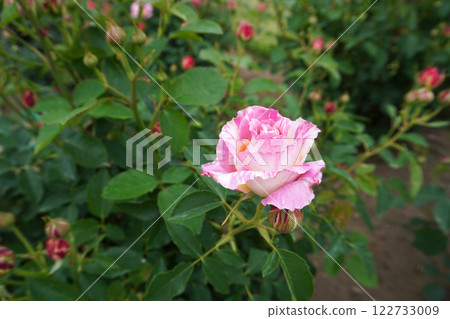 Roses (Claude Monet) 05 122733009