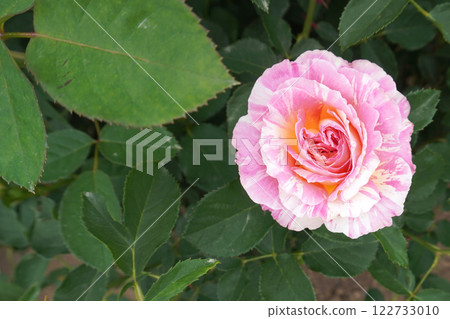 玫瑰(克勞德·莫奈) 06 玫瑰(克勞德·莫奈) 06 122733010