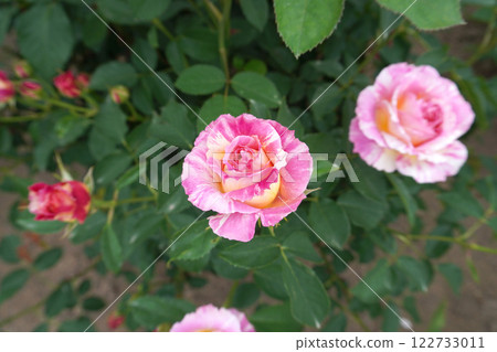 玫瑰（克勞德莫奈） 07 122733011