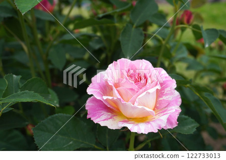 玫瑰（克勞德·莫奈） 09 122733013