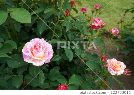 玫瑰(克勞德·莫奈) 11 玫瑰(克勞德·莫奈) 11 122733015