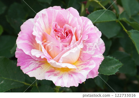 玫瑰（克勞德·莫奈） 12 122733016