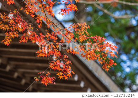 [第88所寺廟] 大久保寺的紅葉 [四國88所寺廟] 122733214