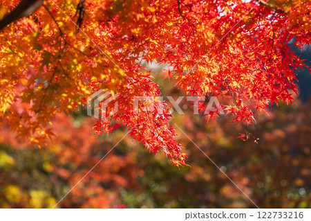 [88th Temple] Autumn leaves at Okuboji Temple [Shikoku 88 Temples] 122733216