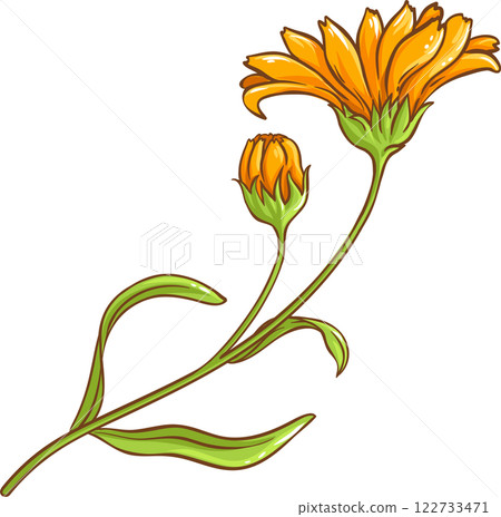 Calendula Plant with Flowers and Leaves Colored Detailed Illustration Calendula Plant with Flowers and Leaves Colored Detailed Illustration 122733471