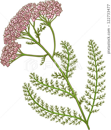 Milfoil Plant Colored Detailed Illustration 122733477