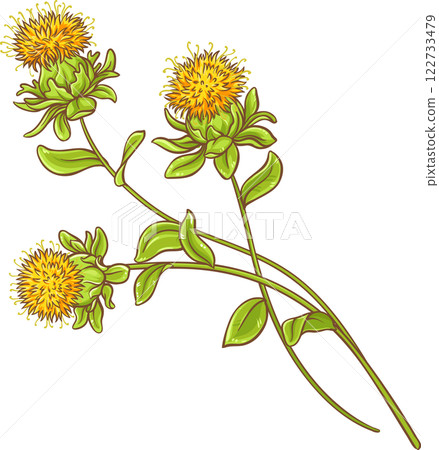 Safflower Plant with Flower and Leaves Colored Detailed Illustration.  122733479