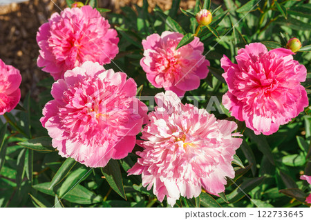 Vibrant fresh pink peony flower bush in full bloom in the garden in sunny day, floral background Vibrant fresh pink peony flower bush in full bloom in the garden in sunny day, floral background 122733645