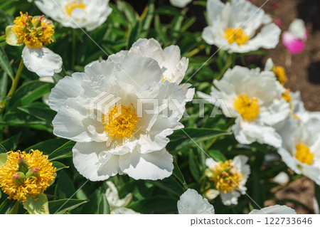 Vibrant fresh white peony flower bush in full bloom in the garden in sunny day, floral background Vibrant fresh white peony flower bush in full bloom in the garden in sunny day, floral background 122733646