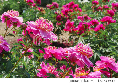 Vibrant fresh pink peony flower bush in full bloom in the garden in sunny day, floral background 122733648
