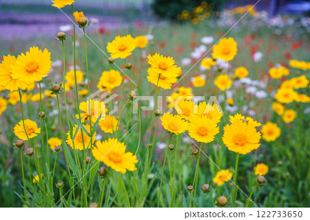 Yellow flower lance leaved, Coreopsis lanceolata, Lanceleaf Tickseed or Maiden eye on meadow, field 122733650