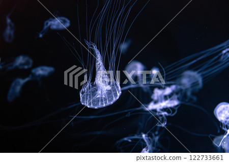 Group of Sanderia Malayensis, Amakusa Jellyfish swimming in aquarium pool with blue neon light 122733661