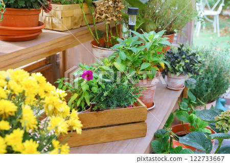 Vibrant indoor plants and flowers in pots on wooden shelves inside of greenhouse Vibrant indoor plants and flowers in pots on wooden shelves inside of greenhouse 122733667
