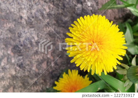 Natural yellow color blooming dandelion sunny flower beautiful 122733917