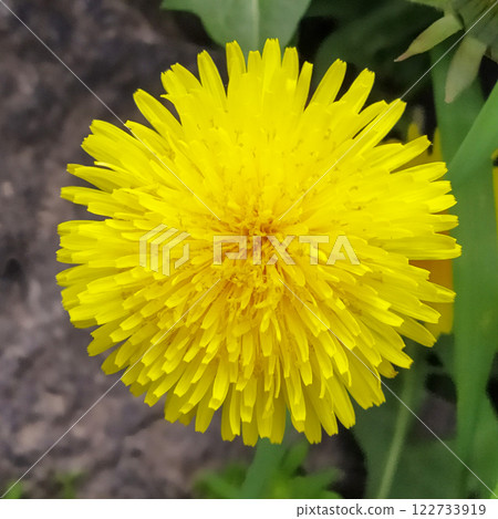 Natural yellow color blooming dandelion sunny flower beautiful Natural yellow color blooming dandelion sunny flower beautiful 122733919