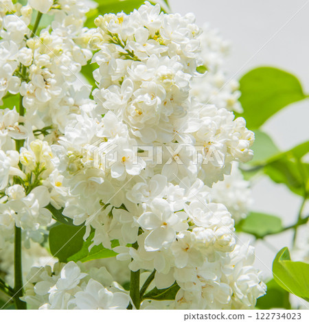 Branch of white lilac spring blooming nature 122734023