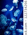 漂浮在水箱的水母 122734266