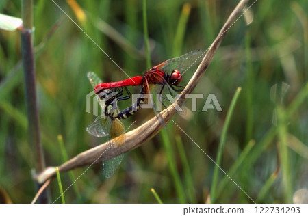 世界上最小的蜻蜓 122734293