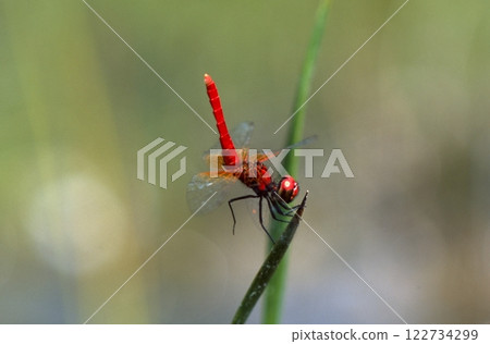 The smallest dragonfly in the world The smallest dragonfly in the world 122734299
