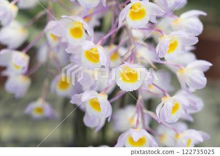 艷麗優雅的蘭花 艷麗優雅的蘭花 122735025