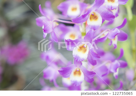 艷麗優雅的蘭花 艷麗優雅的蘭花 122735065