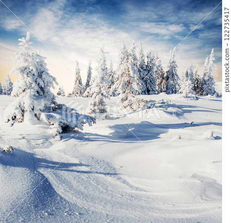 Winter tree in snow. Carpathian, Ukraine, Europe. Bokeh light effect, soft filter. Instagram toning effect 122735417