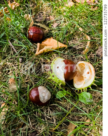 Wild chestnuts fallen on green grass in the forest. Wild chestnuts fallen on green grass in the forest. 122735799
