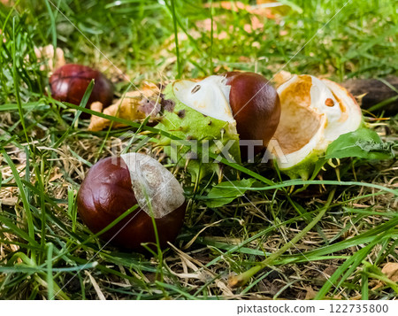 Selective focus of wild chestnuts falling on green grass in the forest. Chestnuts are a group of deciduous trees and shrubs of the genus Castanea. Selective focus of wild chestnuts falling on green grass in the forest. Chestnuts are a group of deciduous trees and shrubs of the genus Castanea. 122735800