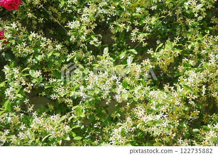 Star Jasmine 122735882