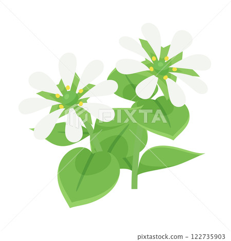 Illustration of two blooming chickweed flowers 122735903