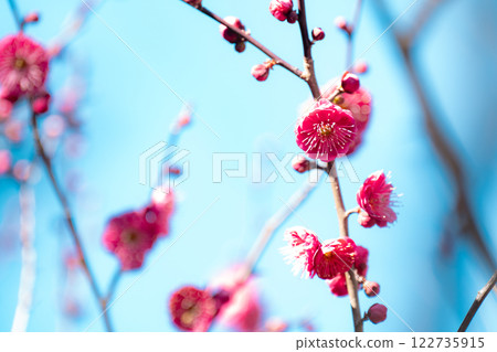 Plum blossoms are in full bloom in Tokyo, a seasonal sight in spring Plum blossoms are in full bloom in Tokyo, a seasonal sight in spring 122735915