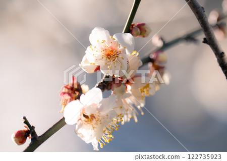 Plum blossoms are in full bloom in Tokyo, a seasonal sight in spring 122735923