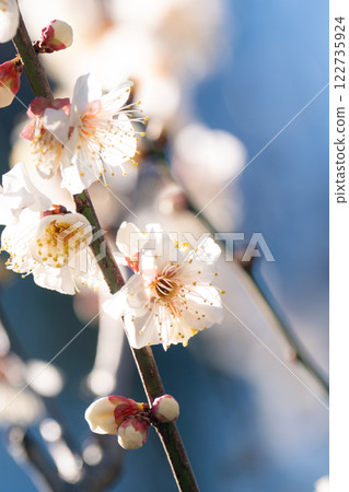 Plum blossoms are in full bloom in Tokyo, a seasonal sight in spring 122735924