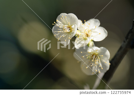 Plum blossoms are in full bloom in Tokyo, a seasonal sight in spring 122735974