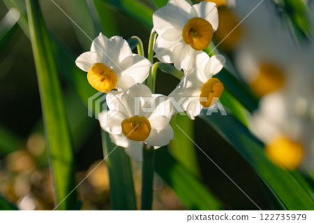 Sunlit daffodils Sunlit daffodils 122735979