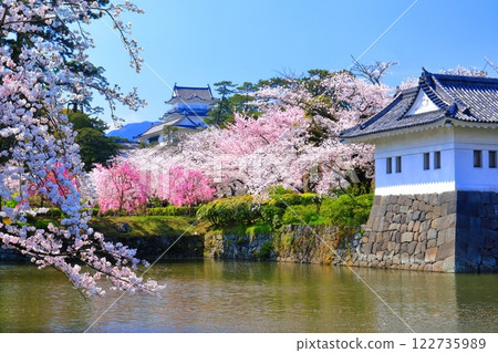 【神奈川縣】晴天的小田原城：天守閣、角樓、盛開的櫻花 122735989