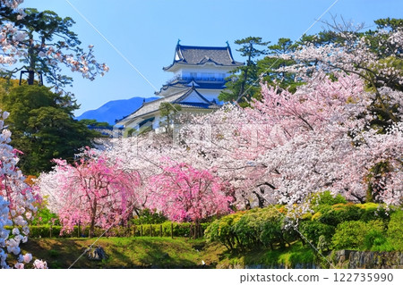 【神奈川縣】晴天的小田原城，天守閣與盛開的櫻花 122735990