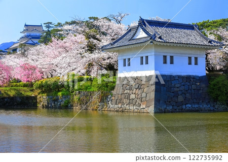 [Kanagawa Prefecture] Odawara Castle on a clear day: the castle tower, corner turret and cherry blossoms in full bloom 122735992