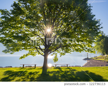 Walensee, Switzerland - May 10th 2024: Morning sun shining through a beautiful tree at the shore of the lake Walensee, Switzerland - May 10th 2024: Morning sun shining through a beautiful tree at the shore of the lake 122736113