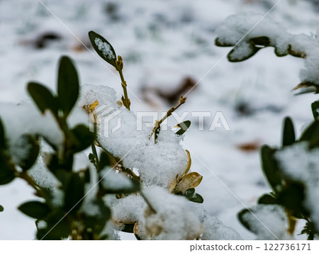 Green boxwood bush under snow in winter, February Green boxwood bush under snow in winter, February 122736171