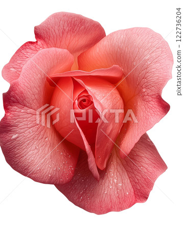 beautiful pink rose with delicate petals and water droplets 122736204
