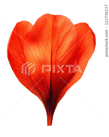 Vibrant red flower petal with intricate veins, showcasing natural beauty 122736217